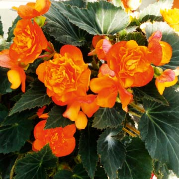 B. ‘Orange Drops’